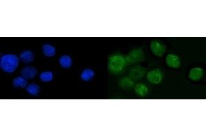 IF analysis of SP6 using anti-SP6 antibody (ABIN7599709). (SP6 anticorps  (AA 11-218))