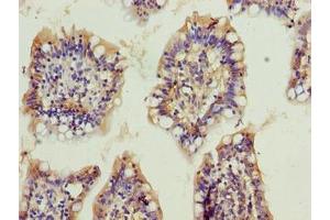 Immunohistochemistry of paraffin-embedded human small intestine tissue using ABIN7162374 at dilution of 1:100 (OSER1 anticorps  (AA 1-292))