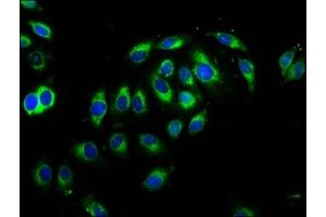 Immunofluorescence staining of A549 cells with ABIN7148470 at 1:66, counter-stained with DAPI. (Contactin 1 anticorps  (AA 686-866))