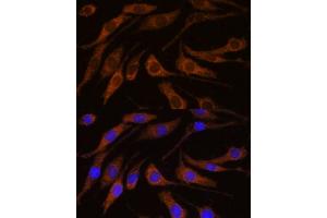Immunofluorescence analysis of L929 cells using BRPF1 antibody (ABIN7265938) at dilution of 1:100. (BRPF1 anticorps  (AA 1-200))