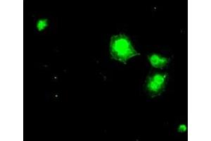 Image no. 7 for anti-Dihydrofolate Reductase (DHFR) antibody (ABIN1497822)