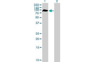 Western Blot analysis of ZBTB46 expression in transfected 293T cell line by ZBTB46 MaxPab polyclonal antibody. (ZBTB46 anticorps  (AA 1-589))