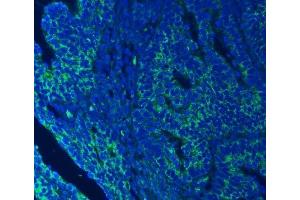IF analysis of SEC23IP using anti-SEC23IP antibody (ABIN7601222).