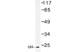 Image no. 1 for anti-Inhibitor of DNA Binding 4, Dominant Negative Helix-Loop-Helix Protein (ID4) antibody (ABIN317715) (ID4 anticorps)