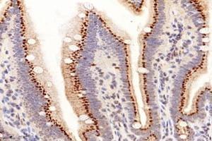 Immunohistochemistry analysis of paraffin-embedded mouse small intestine using PRAP1 (ABIN7075198) at dilution of 1: 8000 (PRAP1 anticorps)