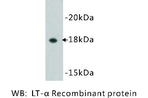 Image no. 1 for anti-Lymphotoxin-alpha (LTA) antibody (ABIN1112819)