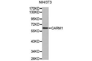 Western blot analysis of extracts of NIH/3T3 cell line, using CARM1 antibody. (CARM1 anticorps  (AA 409-608))