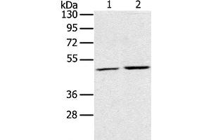 Western Blot analysis of K562 and NIH/3T3 cell using RRAGC Polyclonal Antibody at dilution of 1:400 (GTR2 anticorps)