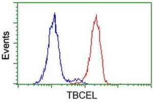 Image no. 3 for anti-Tubulin Folding Cofactor E-Like (TBCEL) antibody (ABIN1501325) (TBCEL anticorps)