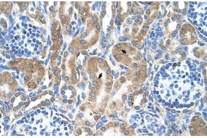 Human kidney (LRPAP1 anticorps  (C-Term))