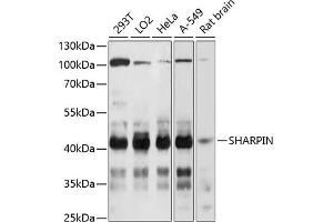 Western blot analysis of extracts of various cell lines, using SHARPIN Antibody  at 1:3000 dilution. (SHARPIN anticorps  (AA 1-170))
