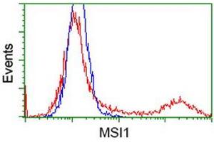 HEK293T cells transfected with either RC215992 overexpress plasmid (Red) or empty vector control plasmid (Blue) were immunostained by anti-MSI1 antibody (ABIN2454100), and then analyzed by flow cytometry. (MSI1 anticorps)