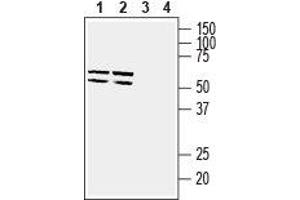 Western blot analysis of mouse brain membranes (lanes 1 and 3) and rat brain membranes (lanes 2 and 4): - 1,2. (SLC2A5 anticorps  (C-Term, Intracellular))
