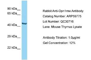 Western Blotting (WB) image for anti-Opsin 1 (Cone Pigments), Medium-Wave-Sensitive (OPN1MW) (C-Term) antibody (ABIN2788206)
