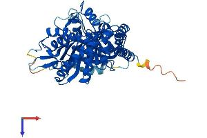 AlphaFold protein structure predicition of Human Recombinant TUBA1B Protein, UniprotID P68363