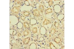 Immunohistochemistry of paraffin-embedded human kidney tissue using ABIN7148784 at dilution of 1:100 (CXXC5 anticorps  (AA 1-227))