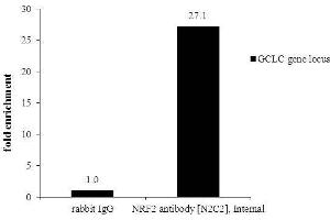 ChIP Image ChIP was performed with HepG2 chromatin extract and 5 μg of either normal rabbit IgG or anti-NRF2 antibody.