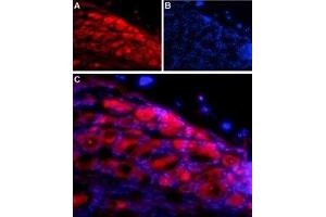 Expression of NLGN1 in rat DRG - Immunohistochemical staining of adult rat dorsal root ganglion (DRG) using Anti-Neuroligin 1 (extracellular) Antibody (ABIN7043361, ABIN7044680 and ABIN7044681) followed by anti-rabbit-AlexaFluor-594 secondary antibody. (Neuroligin 1 anticorps  (Extracellular, N-Term))