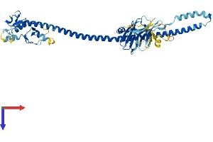 AlphaFold protein structure predicition of Human Recombinant TRIM64B Protein, UniprotID A6NI03