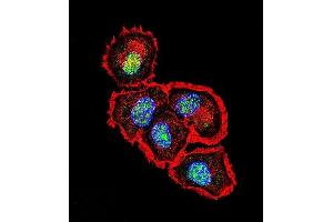 Confocal immunofluorescent analysis of SRC Antibody (N-term) with MCF-7 cell followed by Alexa Fluor 488-conjugated goat anti-rabbit lgG (green).