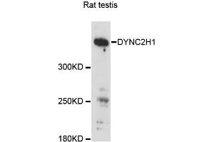 Western blot analysis of extracts of rat testis, using DYNC2H1 antibody (ABIN6293164) at 1:3000 dilution. (DYNC2H1 anticorps)