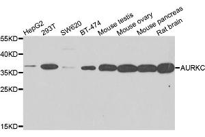 Western blot analysis of extracts of various cell lines, using AURKC antibody (ABIN5995404) at 1/500 dilution. (Aurora Kinase C anticorps)