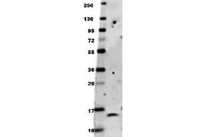Anti-human BDNF antibody in western blot shows detection of recombinant human BDNF raised in E. (BDNF anticorps)