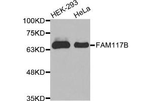 Western blot analysis of extracts of various cell lines, using FAM117B antibody (ABIN5971841). (FAM117B anticorps)
