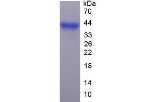 SDS-PAGE analysis of Mouse FGL1 Protein. (FGL1 Protéine)