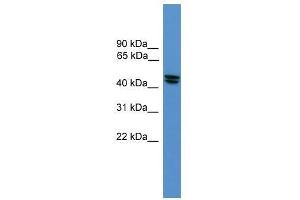 OPRL1 antibody used at 0.