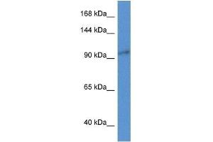 Western Blot showing Zc3h3 antibody used at a concentration of 1. (ZC3H3 anticorps  (N-Term))