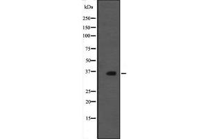 Western blot analysis of MORG1 expression in rat brain tissue lysate;,The lane on the left is treated with the antigen-specific peptide. (MORG1 anticorps  (Internal Region))