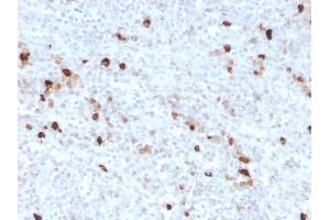 Formalin-fixed, paraffin-embedded human spleen stained with IgM Recombinant Rabbit Monoclonal Antibody (IGHM/3776R). (Recombinant IGHM anticorps)