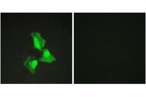 Immunofluorescence analysis of HepG2 cells, using TNAP3 Antibody. (TNFAIP3 anticorps  (AA 321-370))