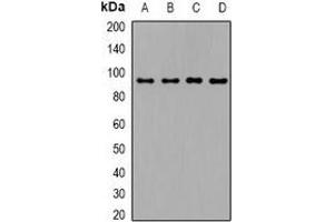 Western blot analysis of TGFBR3 expression in mouse kidney (A), mouse heart (B), mouse brain (C), mouse lung (D) whole cell lysates.