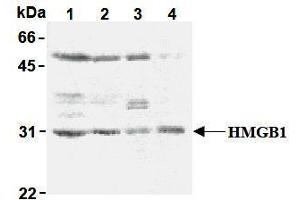 Western Blotting (WB) image for anti-High Mobility Group Box 1 (HMGB1) antibody (ABIN1107584) (HMGB1 anticorps)