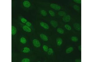 IF analysis of SERINC2 using anti-SERINC2 antibody (ABIN7602193). (SERINC2 anticorps  (AA 62-378))