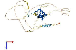 AlphaFold protein structure predicition of Mouse Recombinant Hoxb2 Protein, UniprotID P0C1T1
