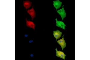 ABIN7097028 and ABIN7101095 staining  cells by IF/ICC.