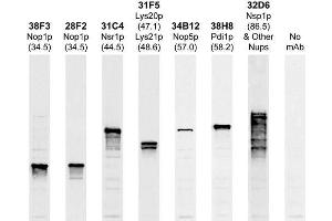 Strip blots of yeast protein extracts stained with the indicated antibodies, ABIN1580417 is first lane on the left and stains a single band at ~34 kDa.