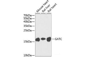 Western blot analysis of extracts of various cell lines using GATC Polyclonal Antibody at dilution of 1:1000. (GATC anticorps)