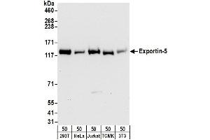 Western Blotting (WB) image for anti-Exportin 5 (XPO5) (AA 1154-1204) antibody (ABIN7454998)