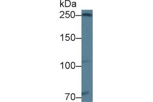 Detection of NIN in Rat Testis lysate using Polyclonal Antibody to Ninein (NIN) (Ninein anticorps  (AA 1-153))