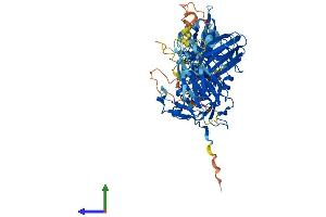 AlphaFold protein structure predicition of Human Recombinant CAPN10 Protein, UniprotID Q9HC96