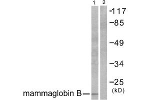 Western blot analysis of extracts from HepG2 cells, using Mammaglobin B antibody (ABIN5976449). (SCGB2A1 anticorps  (N-Term))