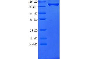 SDS-PAGE (SDS) image for Colony Stimulating Factor 2 (Granulocyte-Macrophage) (CSF2) (AA 25-620), (Extracellular) protein (GST tag) (ABIN5712758)