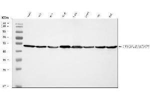 Western blot analysis of ATP5F1B using anti-ATP5F1B antibody (ABIN7599866). (Atp5f1b (AA 123-529) anticorps)