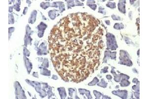 IHC testing of FFPE mouse pancreas with NSE antibody (clone ENO2/1375).