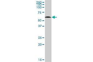 GGT6 MaxPab polyclonal antibody.
