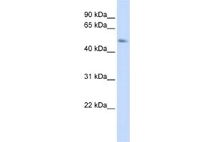WB Suggested Anti-C15orf27 Antibody Titration: 0.